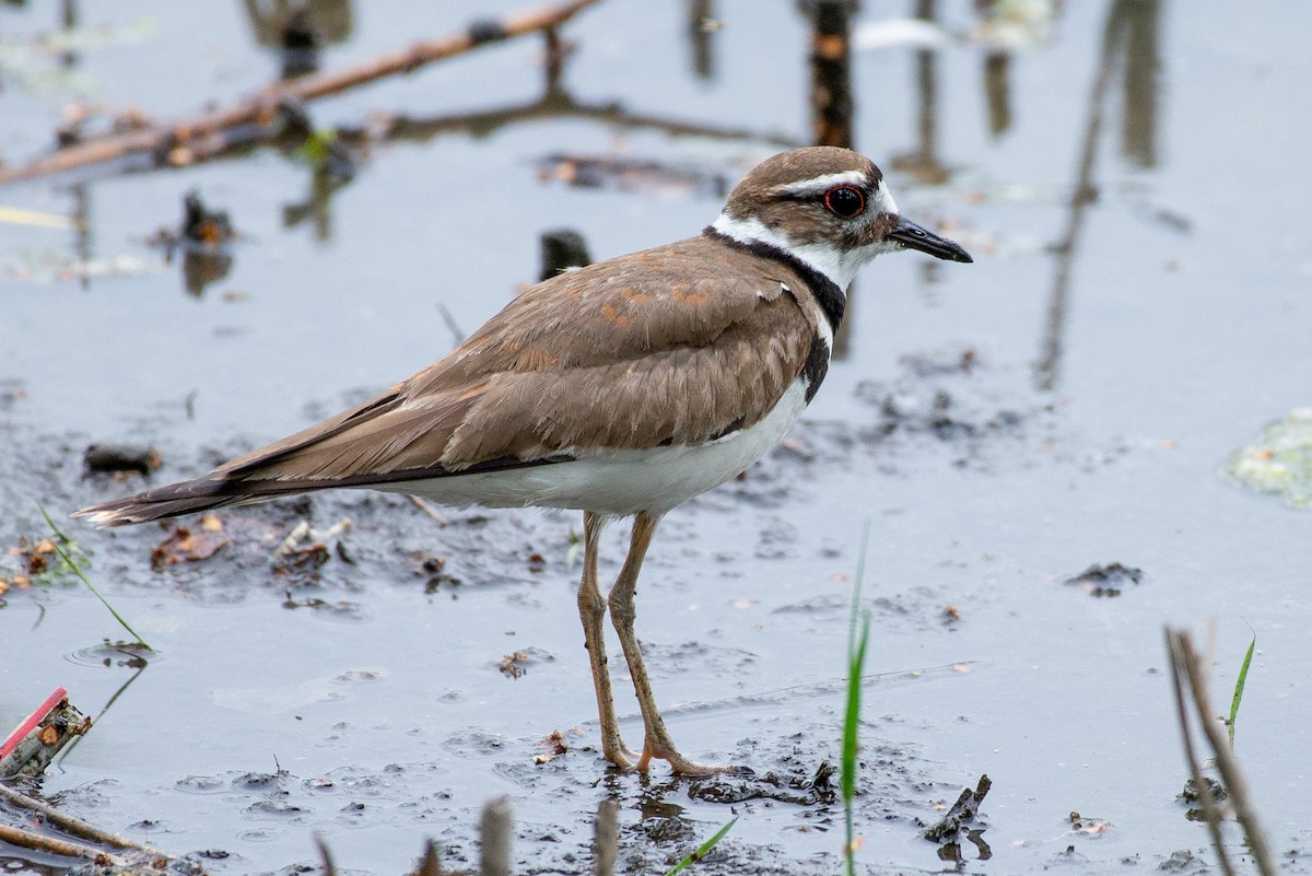 Killdeer - ML580894861
