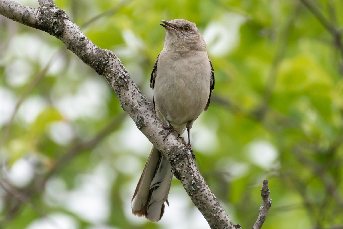 Northern Mockingbird - Andrew Nasuti