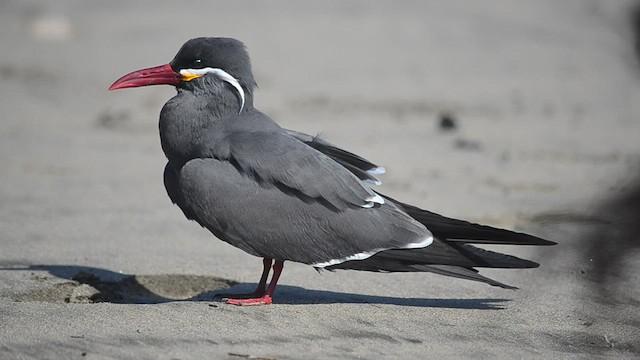 Inca Tern - ML580897091