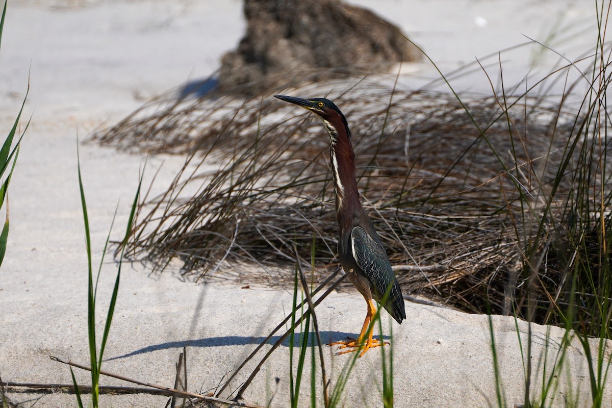 Green Heron - ML580897941