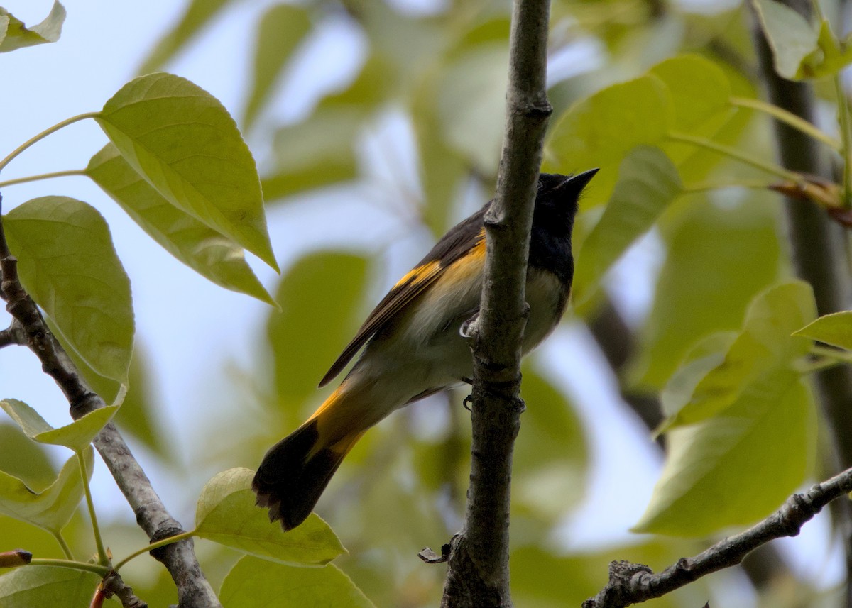 American Redstart - James Zuelow