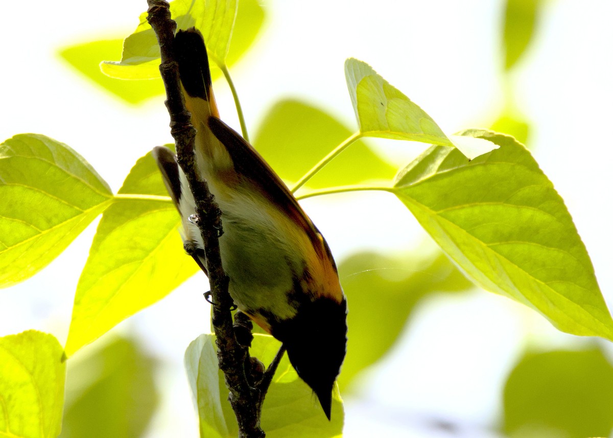 American Redstart - James Zuelow