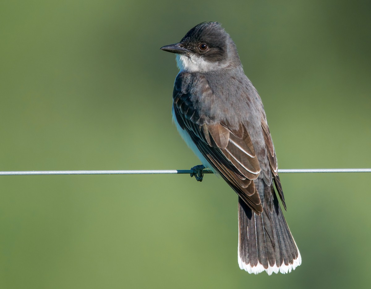 Eastern Kingbird - ML580899011