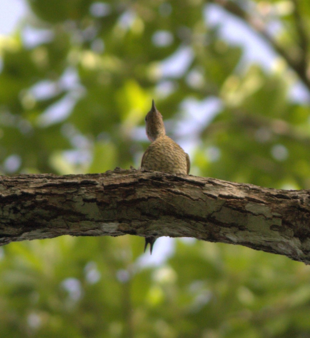 Green-backed Woodpecker (Little Green) - ML580899641