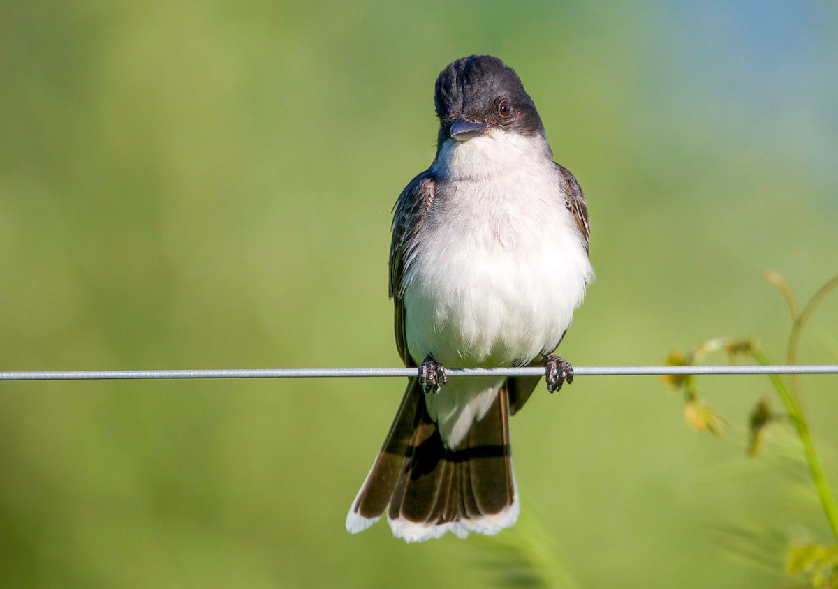 Eastern Kingbird - ML580900011