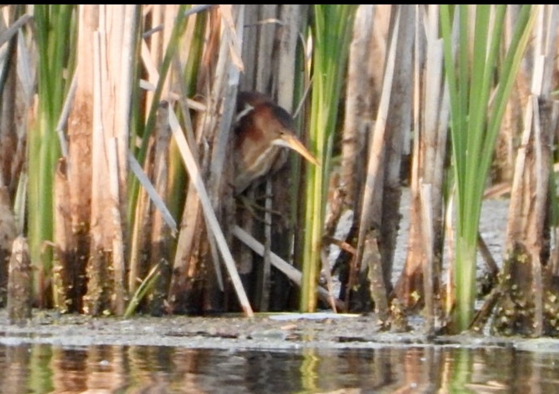 Least Bittern - Jean Hampson