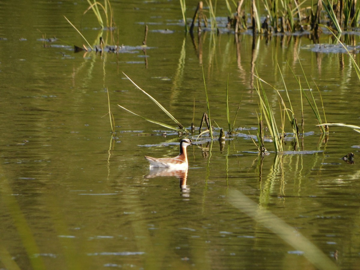 hvithalesvømmesnipe - ML580900751