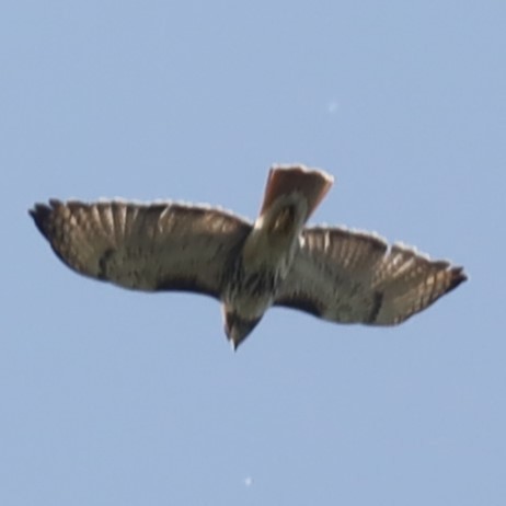 Red-tailed Hawk - ML580901751