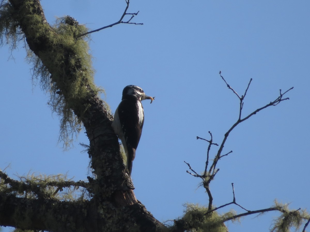 Hairy Woodpecker - ML580901891