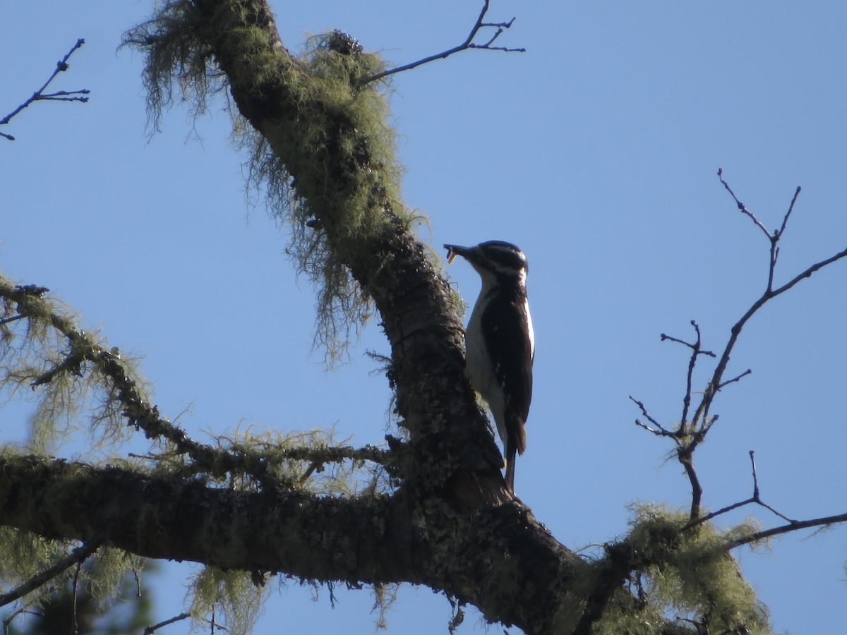 Hairy Woodpecker - ML580901901