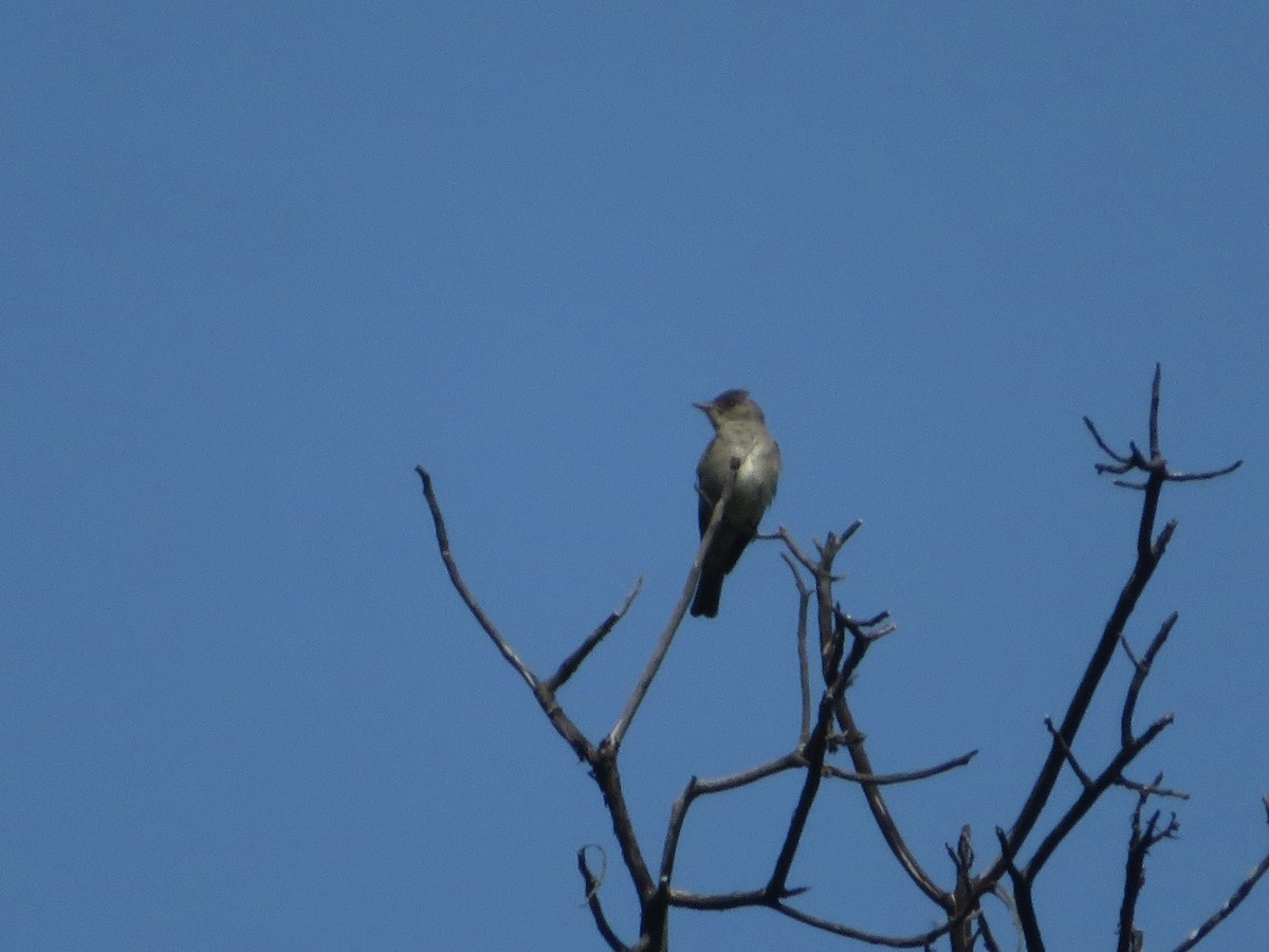 Western Wood-Pewee - ML580901951