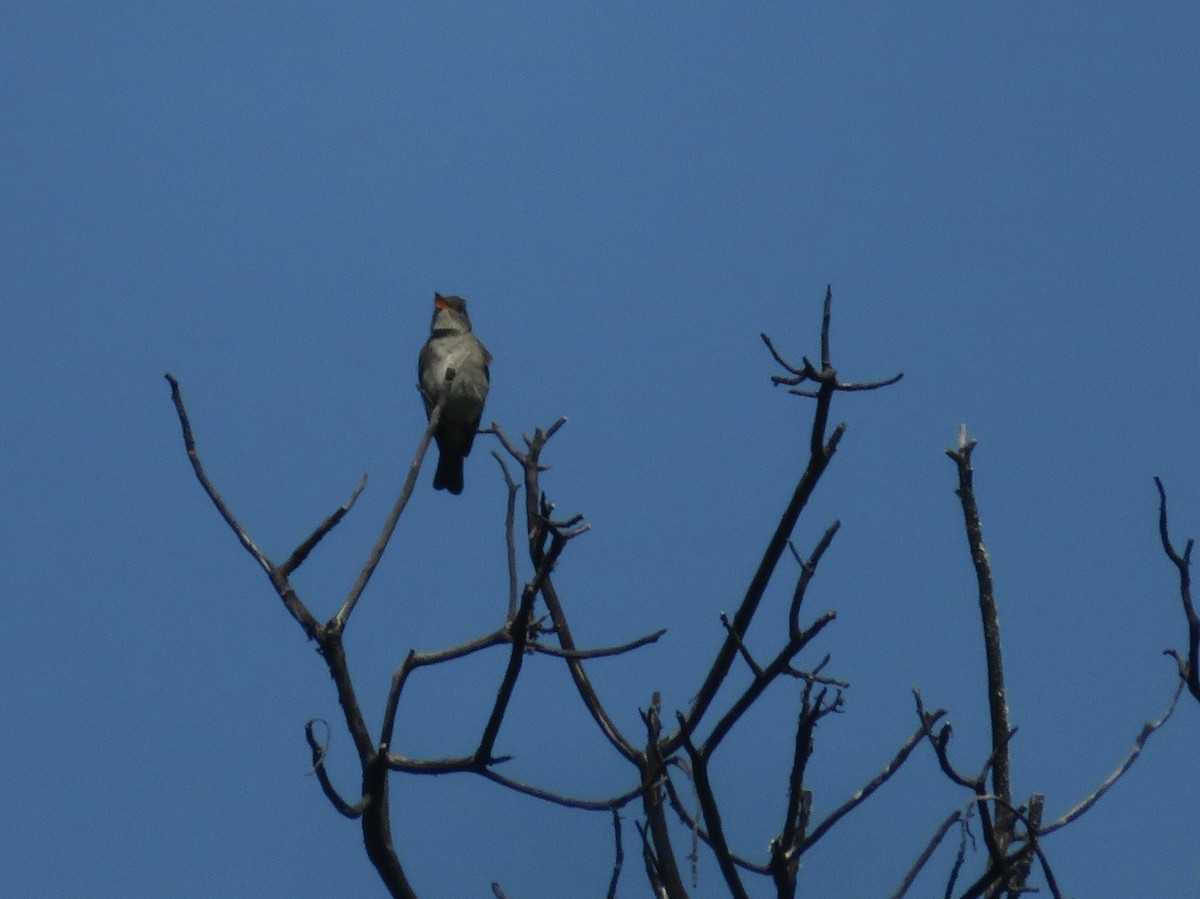 Western Wood-Pewee - ML580901961