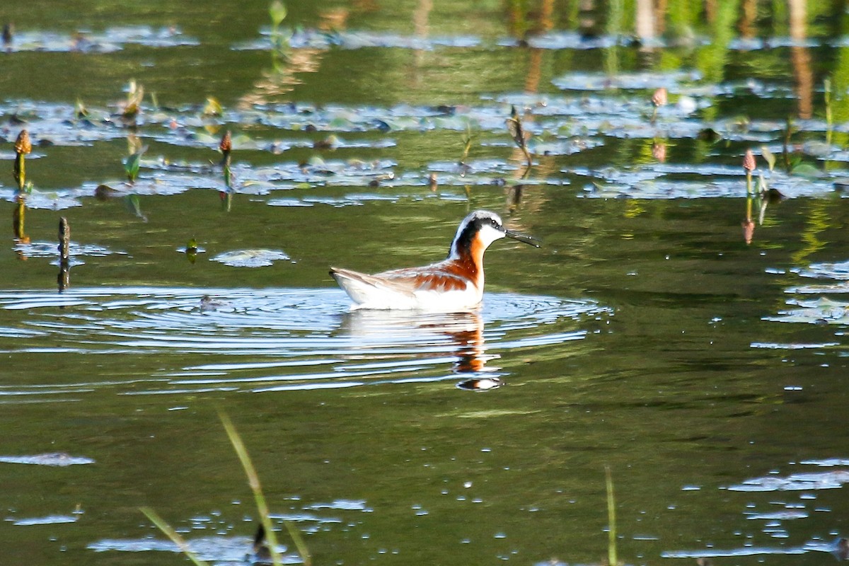 hvithalesvømmesnipe - ML580901971