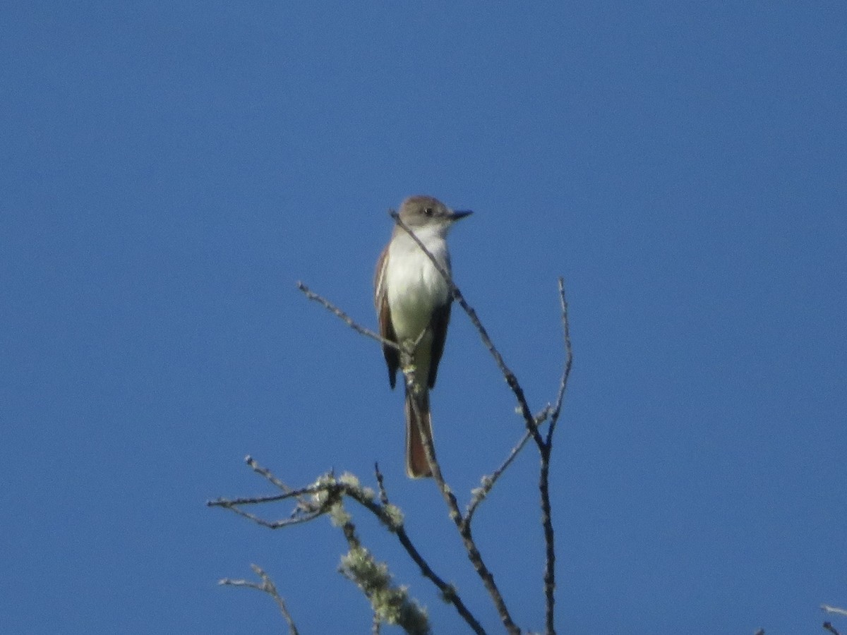 Ash-throated Flycatcher - ML580902021