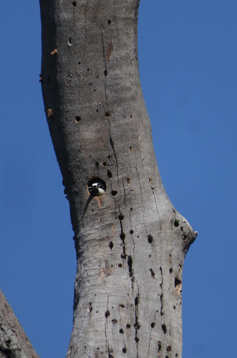 Acorn Woodpecker - ML580902081