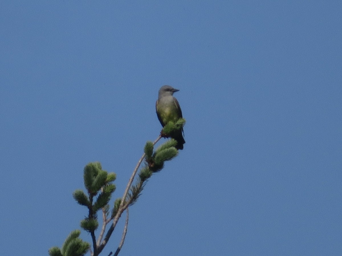 Western Kingbird - ML580902201