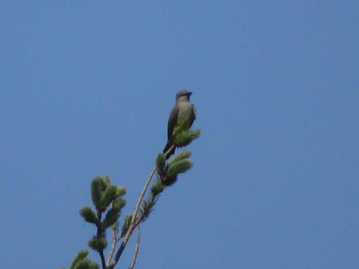 Western Kingbird - ML580902221