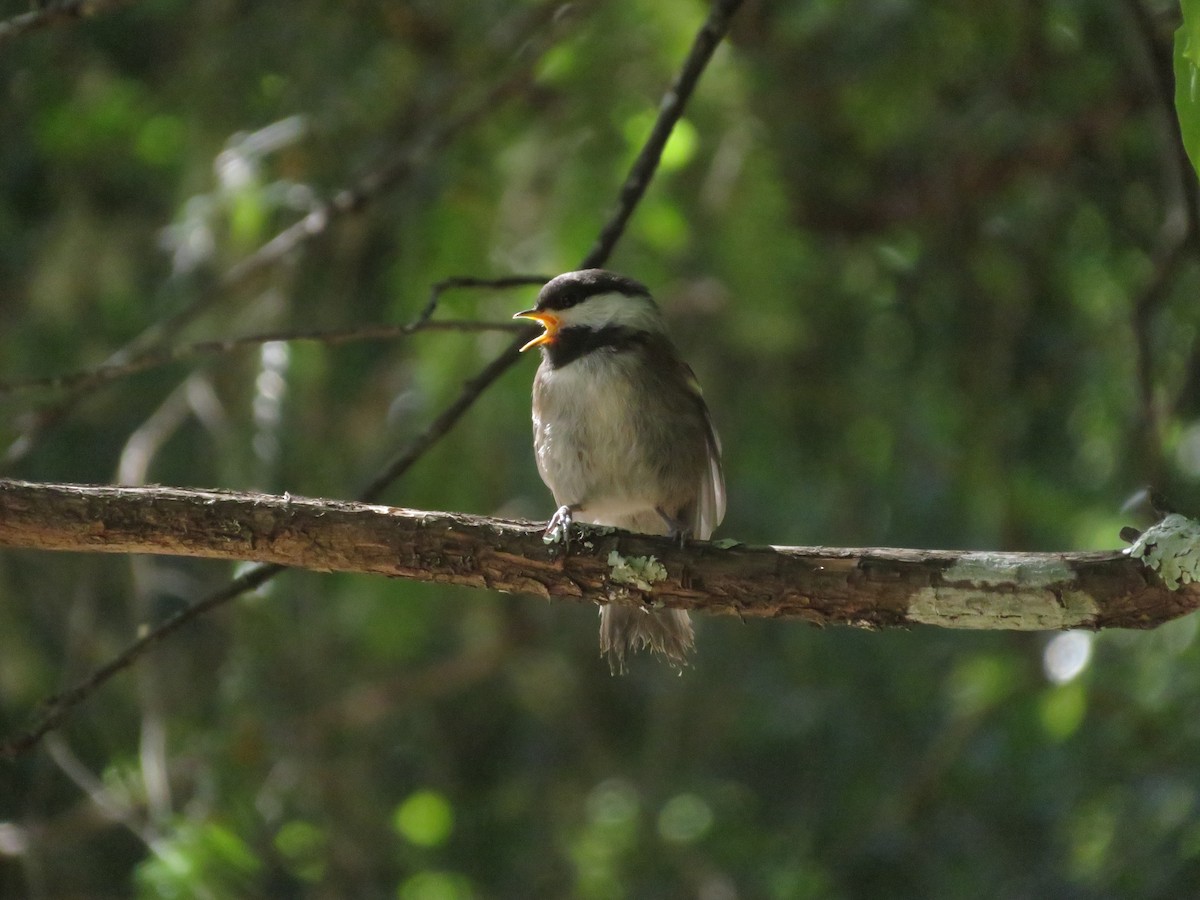 Chestnut-backed Chickadee - ML580902301