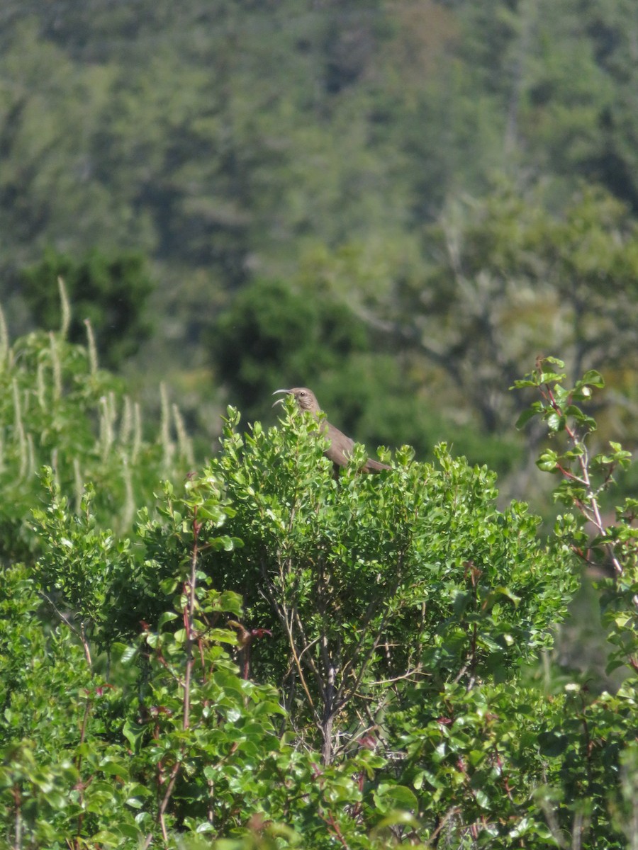 California Thrasher - ML580902381