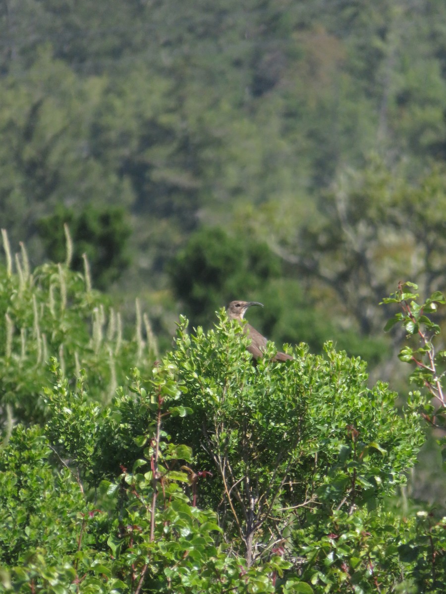 California Thrasher - ML580902391