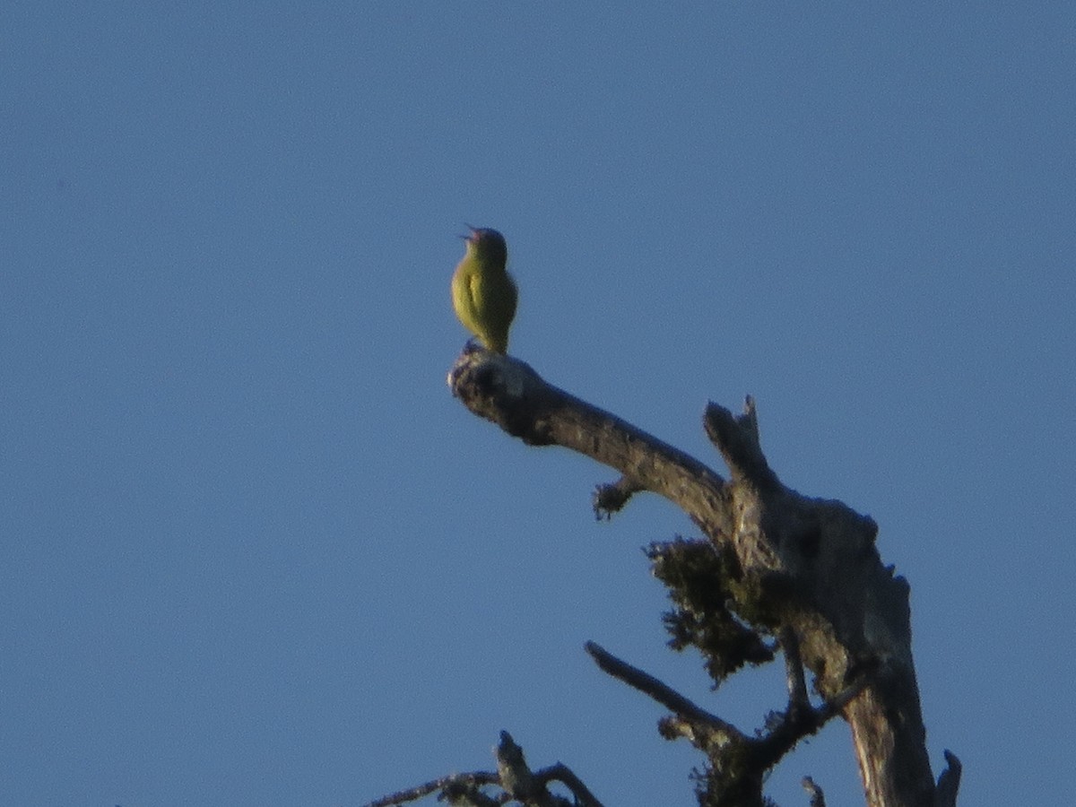 Orange-crowned Warbler - ML580902491