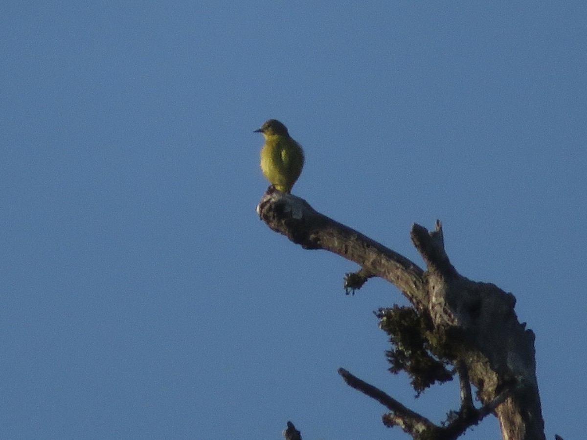 Orange-crowned Warbler - ML580902501