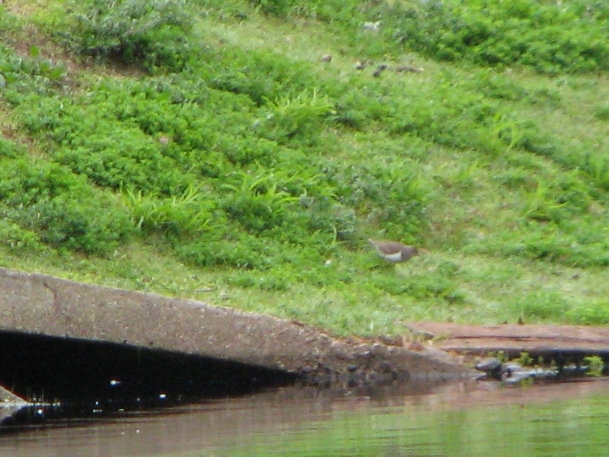 pisík americký - ML58090251