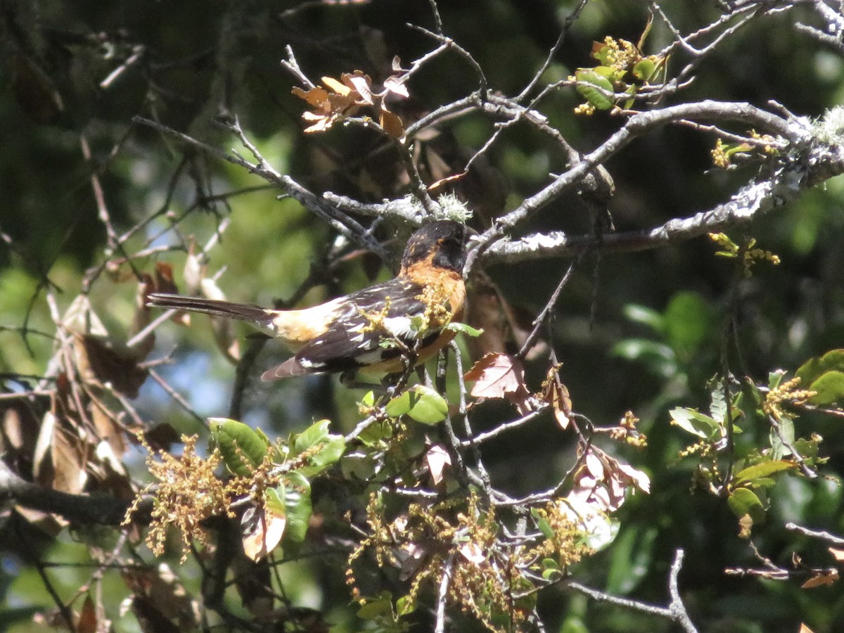 Black-headed Grosbeak - ML580902591
