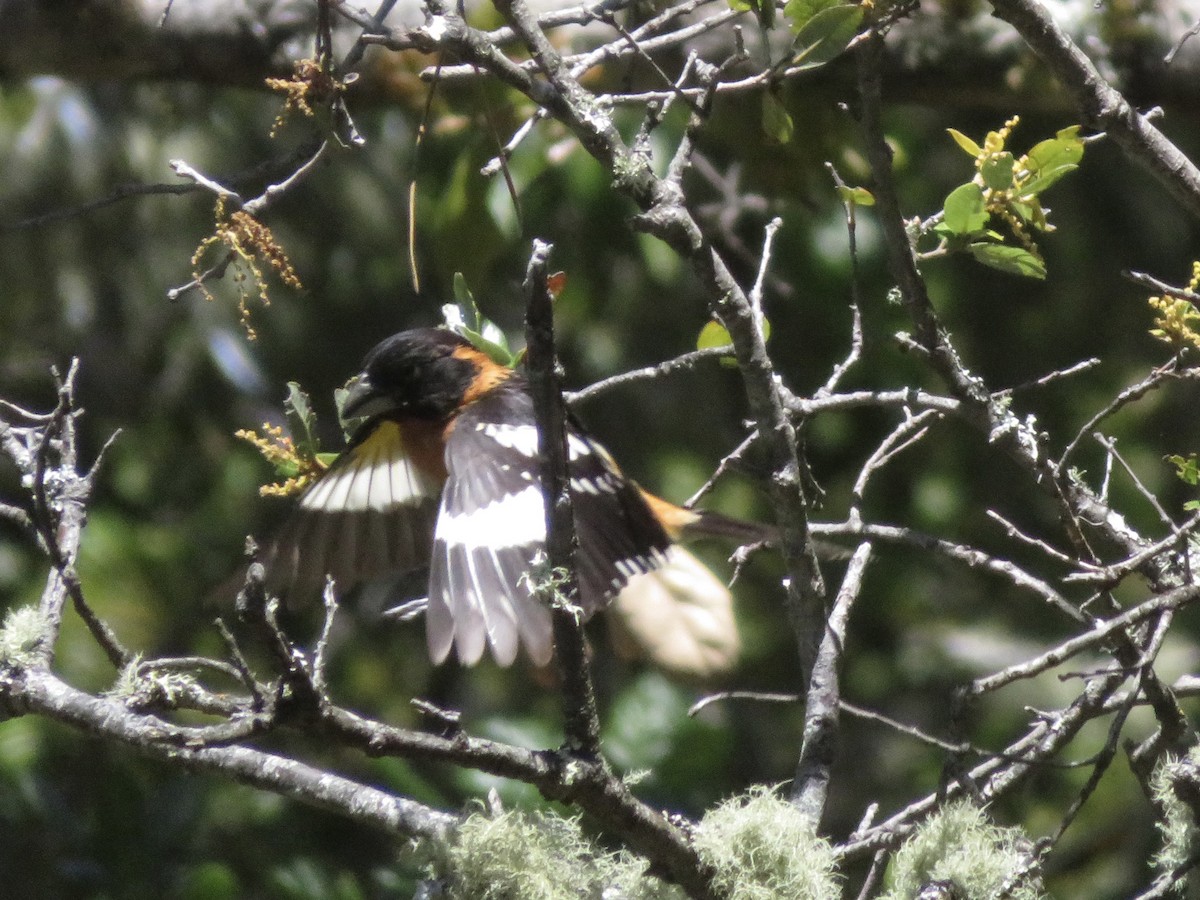 Black-headed Grosbeak - ML580902601