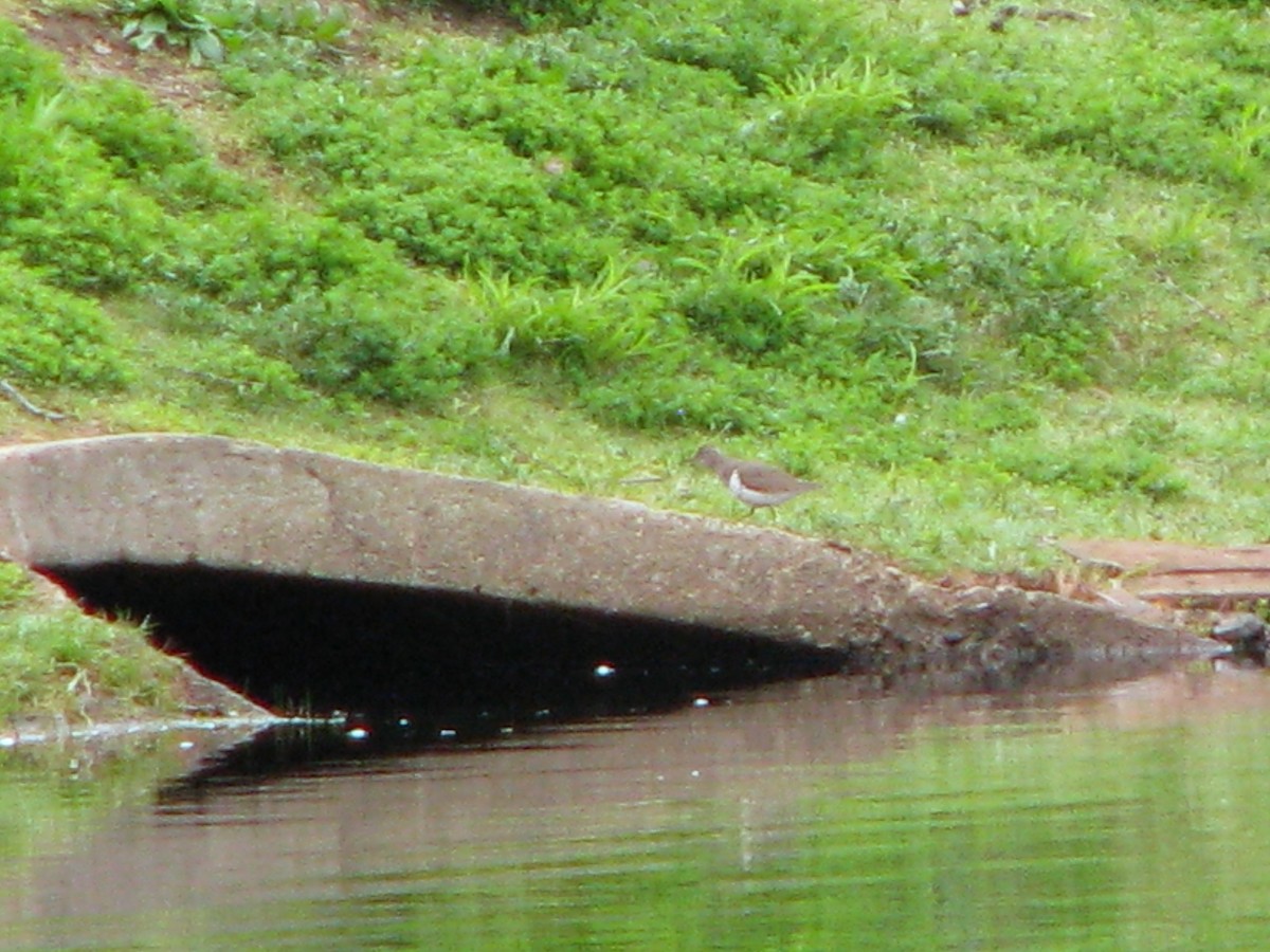 pisík americký - ML58090261