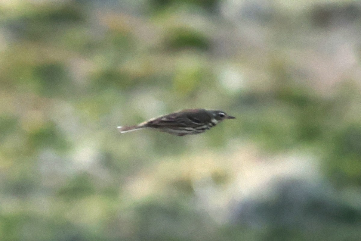 Olive-backed Pipit - ML580903291