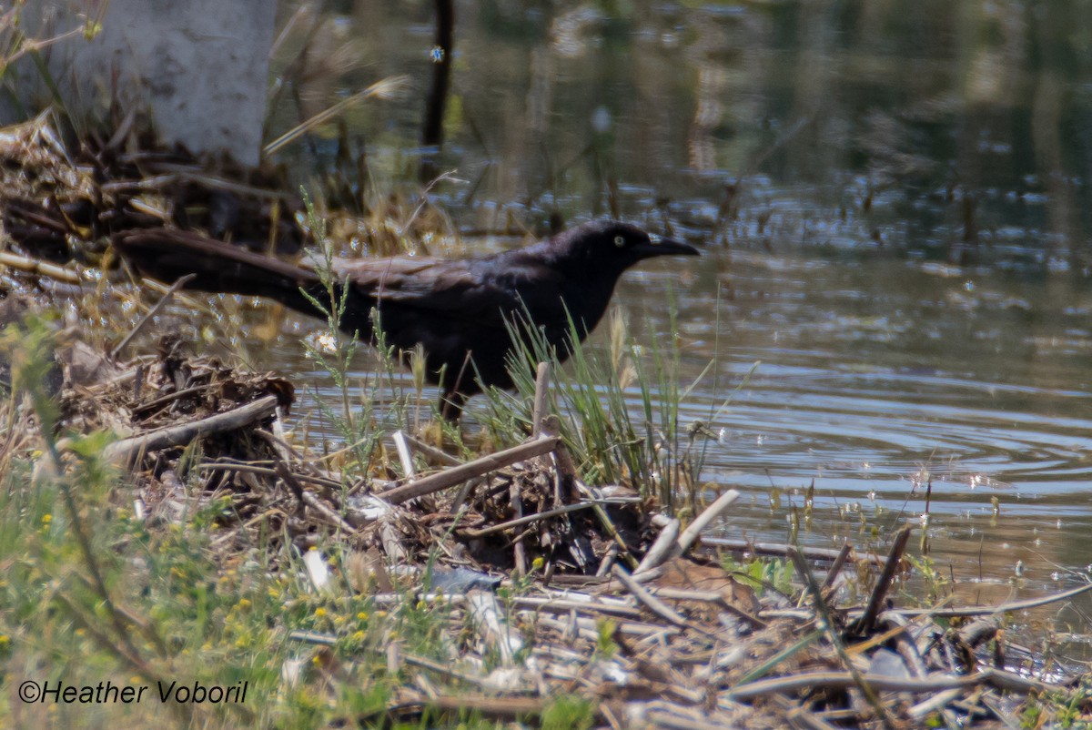 Great-tailed Grackle - ML580903531
