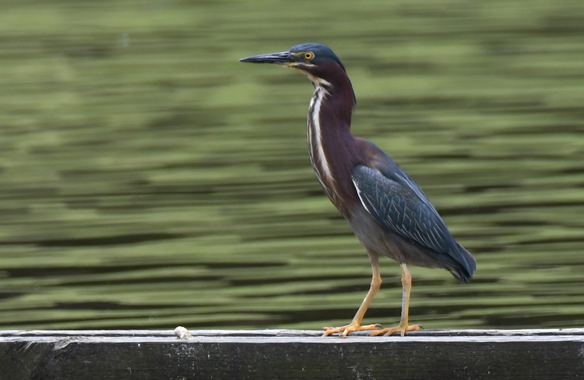 Green Heron - ML580903671