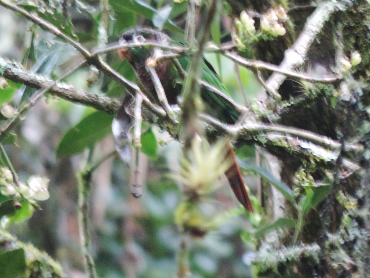 Brown-breasted Parakeet - ML580903711