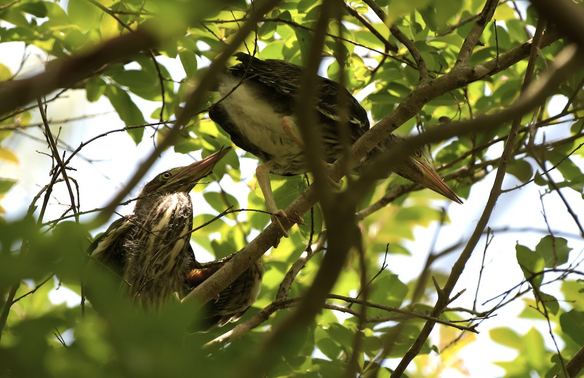 Green Heron - ML580903721