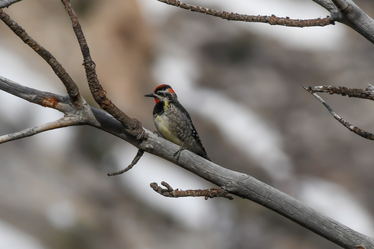 Red-naped Sapsucker - ML580903761