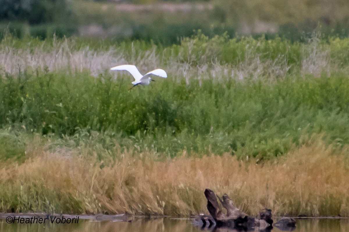 Snowy Egret - ML580904591