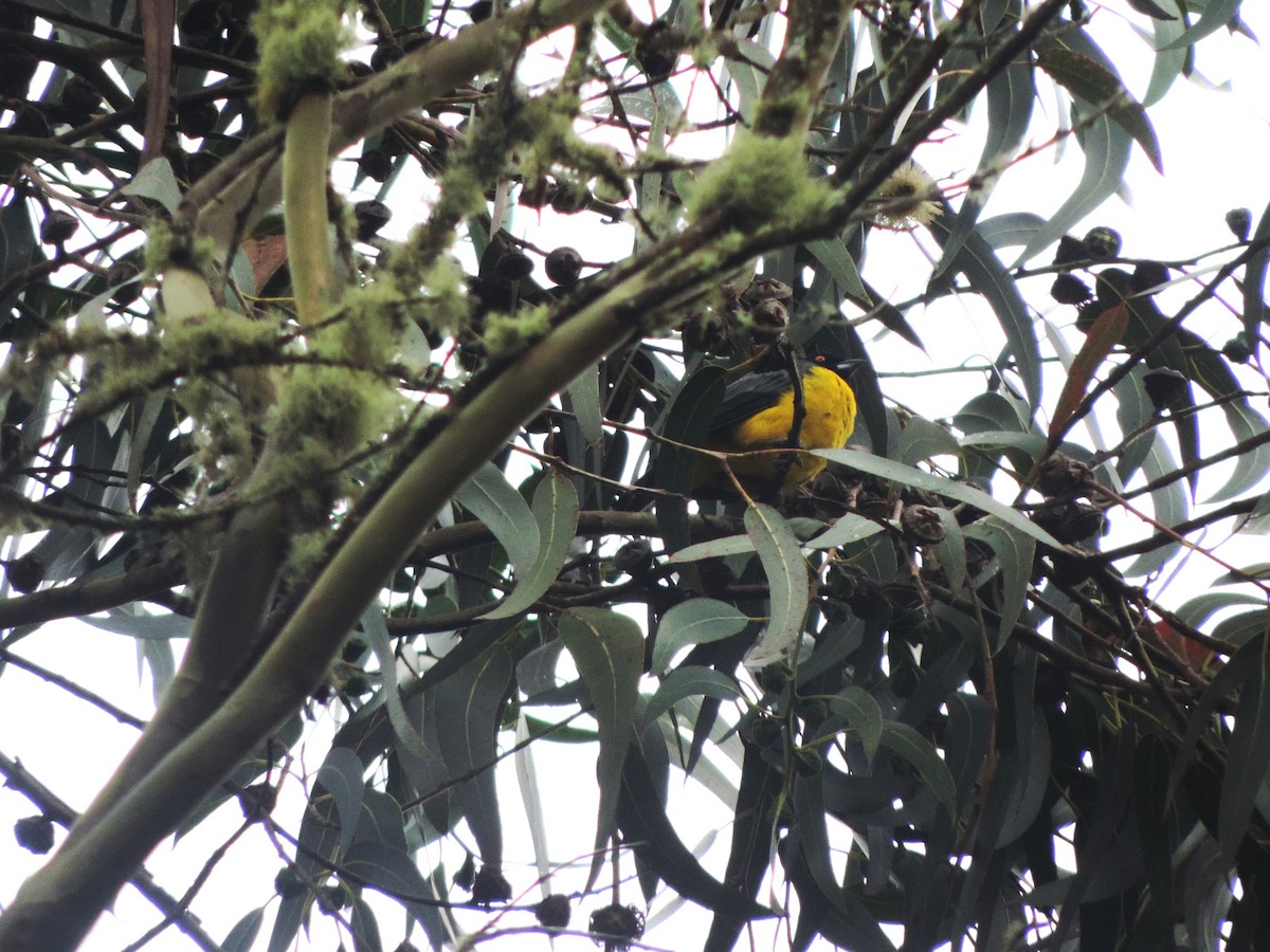 Hooded Mountain Tanager - ML580904611