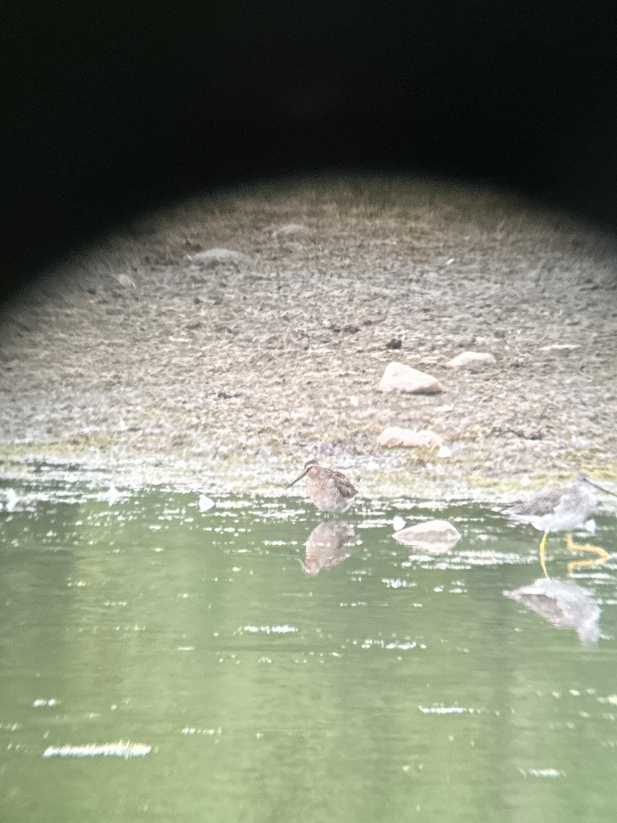 Short-billed Dowitcher - ML580904711