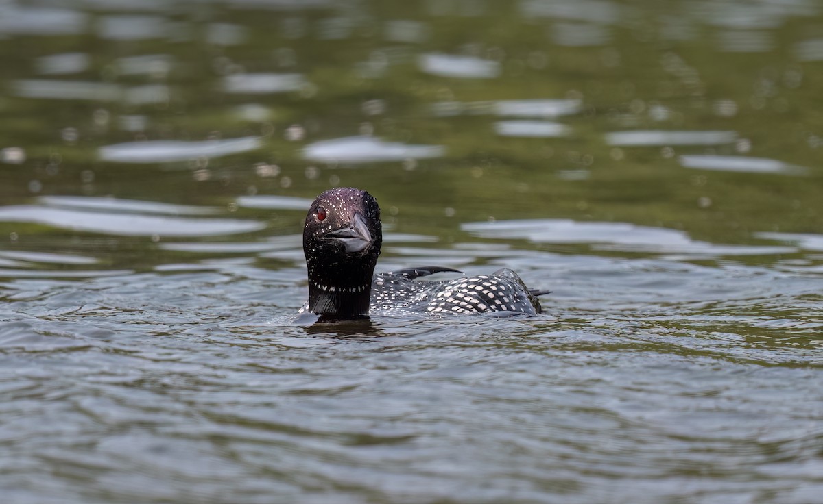 Common Loon - Marcia Hagwood