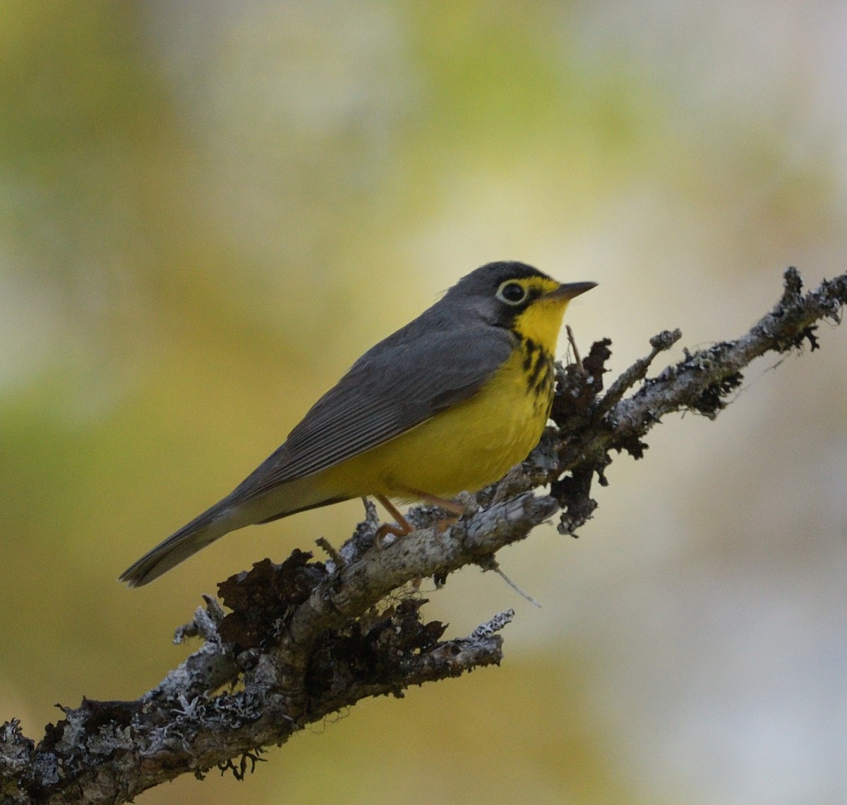 Canada Warbler - ML580905501