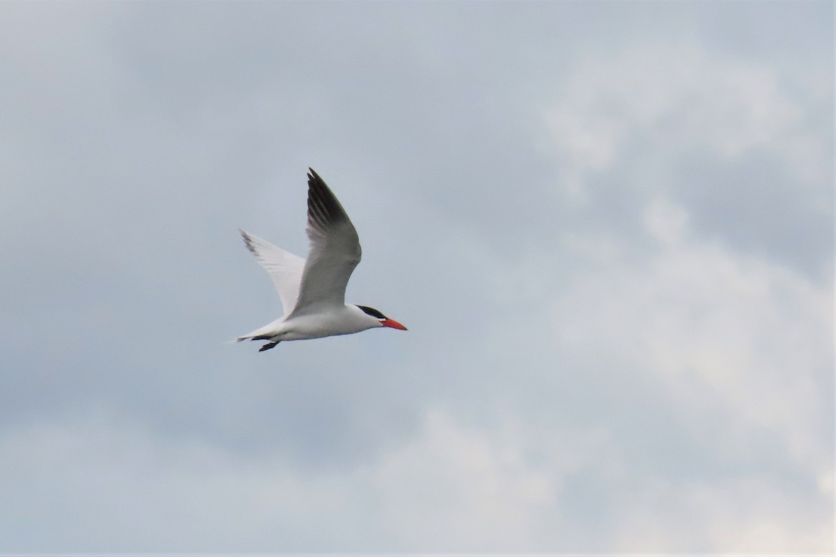 Caspian Tern - Del Nelson