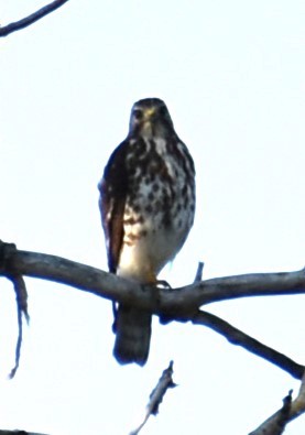 Broad-winged Hawk - ML580906181