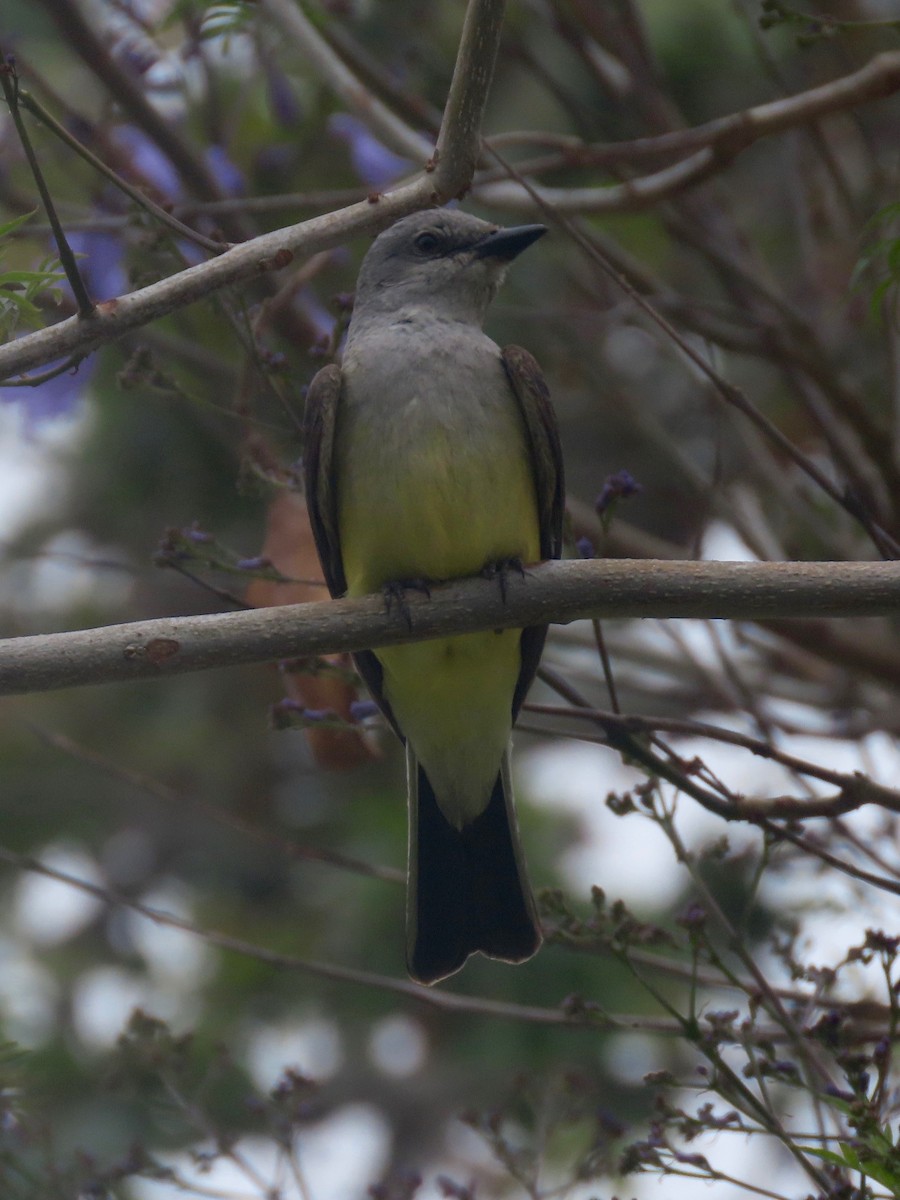 Western Kingbird - Anonymous