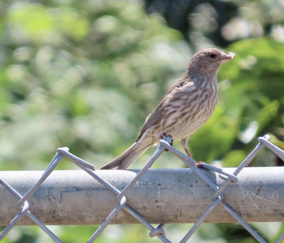 House Finch - ML580906771