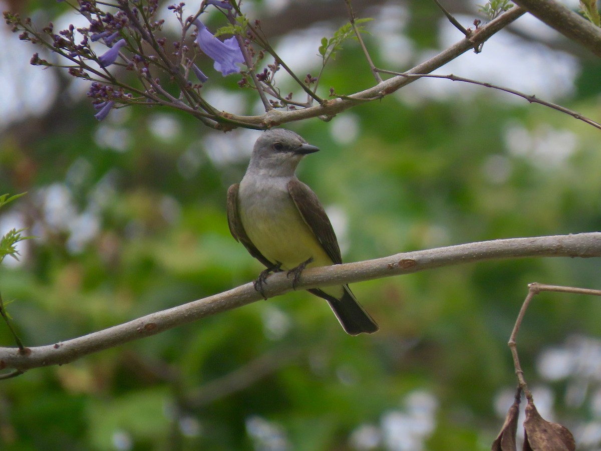 Western Kingbird - Anonymous