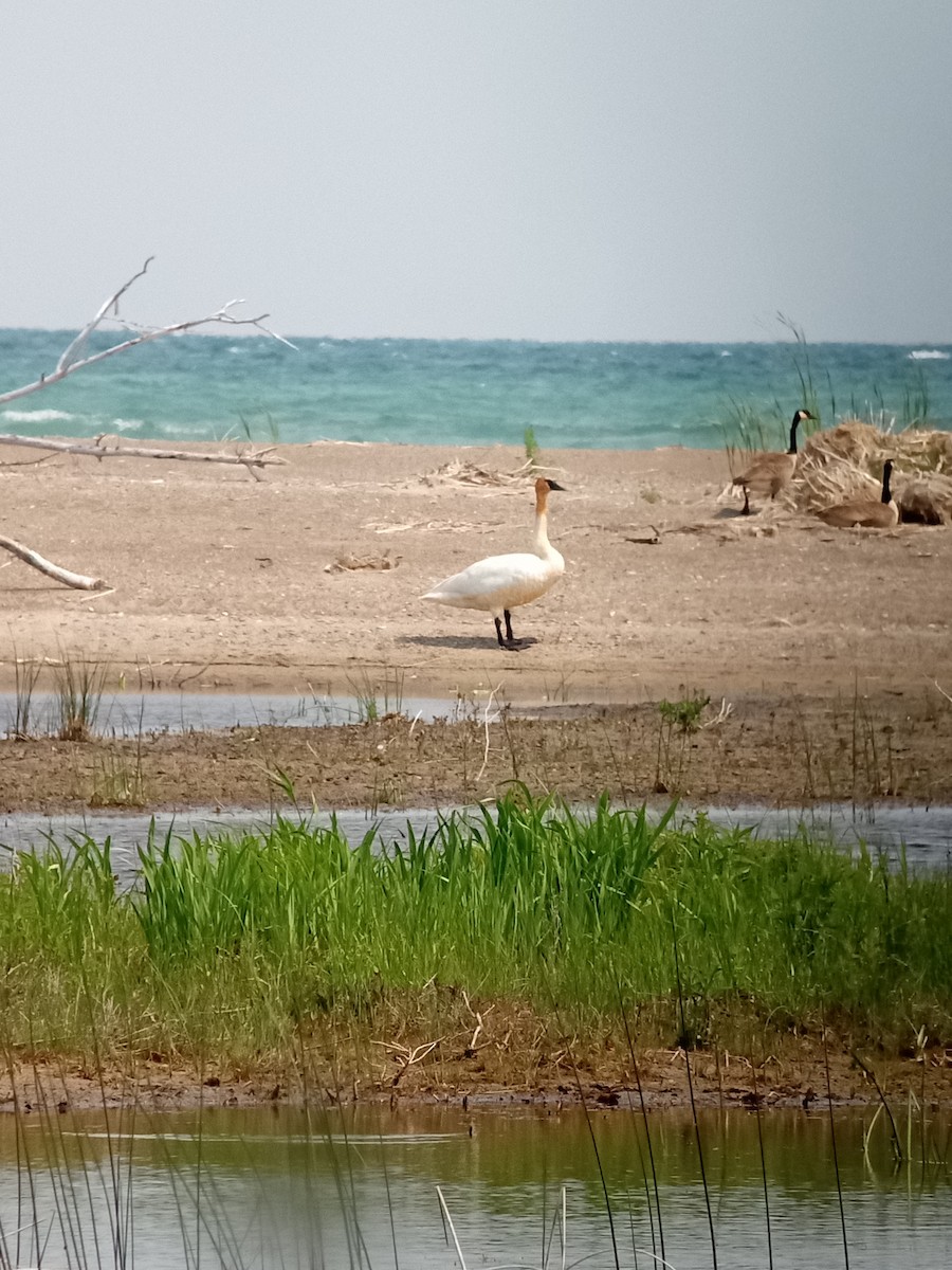 Cygne trompette - ML580907361