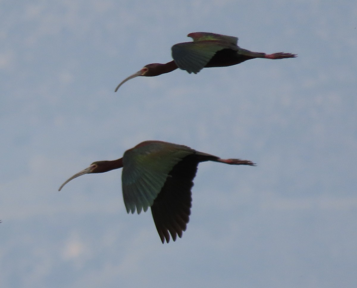 ibis americký - ML580908271