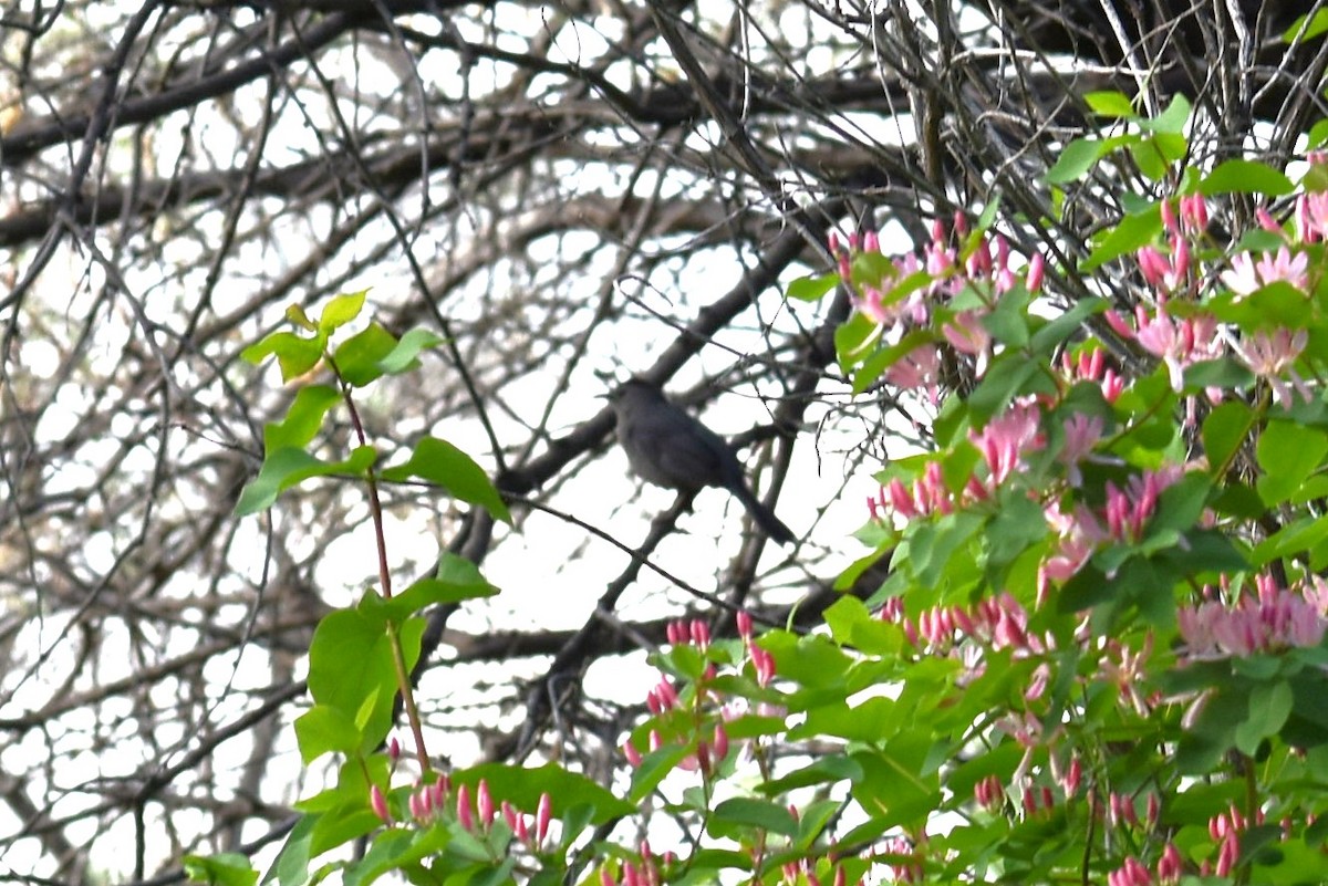 Gray Catbird - ML580908451