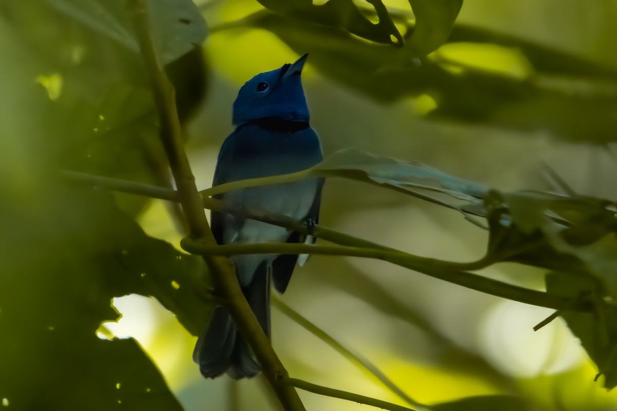 Black-naped Monarch - ERIK Ding